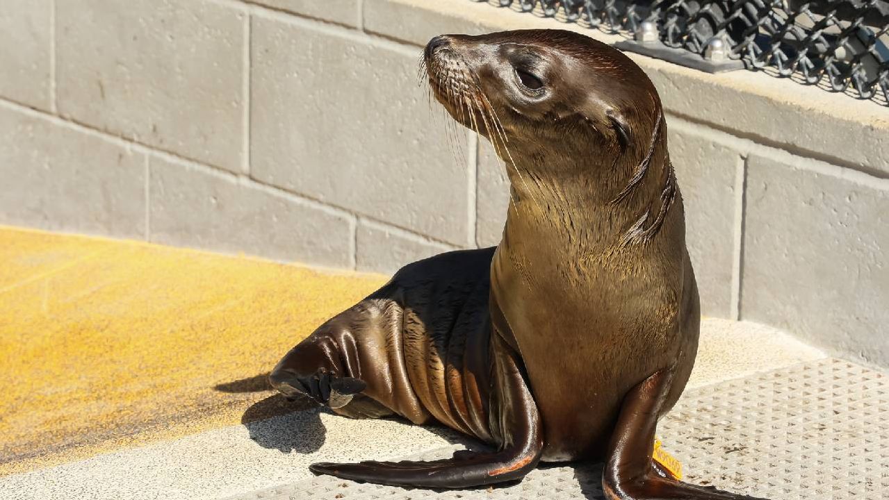 A small sea lion up close. Next Avenue, Marine Mammal Center