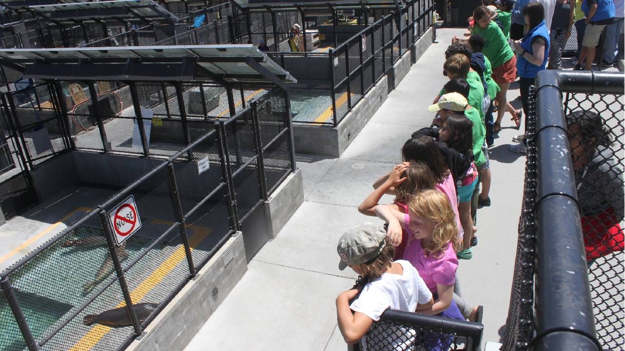 Kids looking at seals in their cages. Next Avenue, Marine Mammal Center