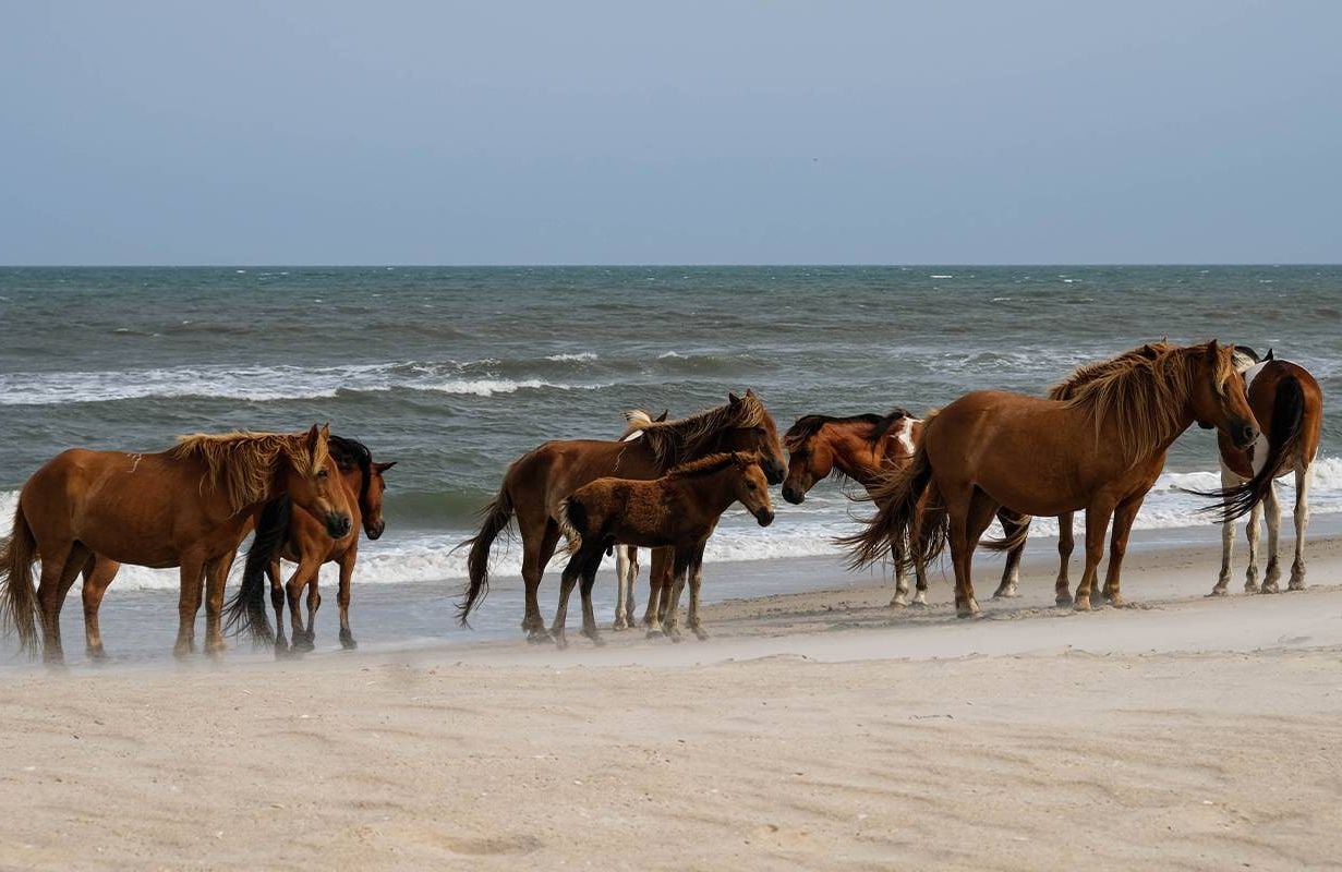 A herd of wild ponies on a beach. Next Avenue, Assateague Island, solo travel