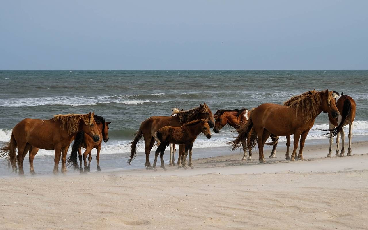 A herd of wild ponies on a beach. Next Avenue, Assateague Island, solo travel