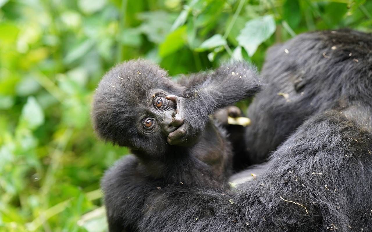 A baby gorilla looking up at the camera. Next Avenue