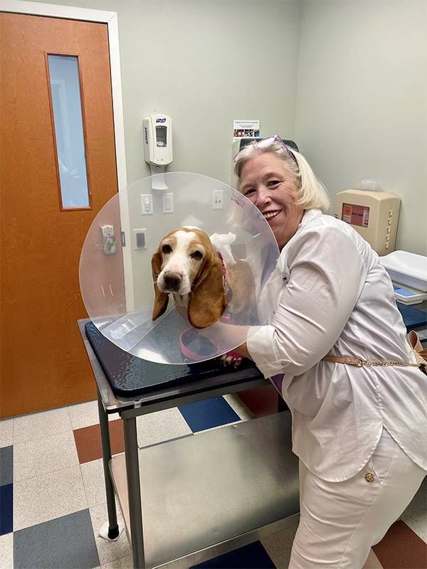 A vet helping a dog wearing a cone. Next Avenue