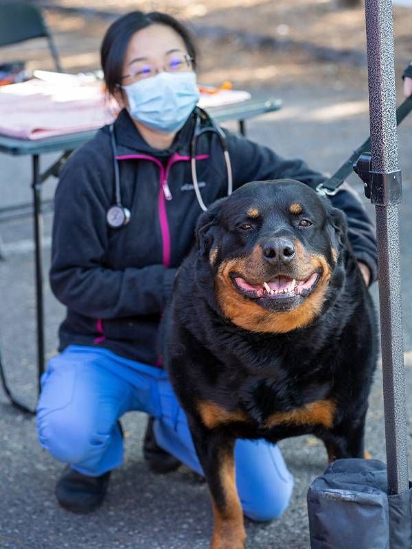 A veterinarian smiling with a rottweiler. Next Avenue