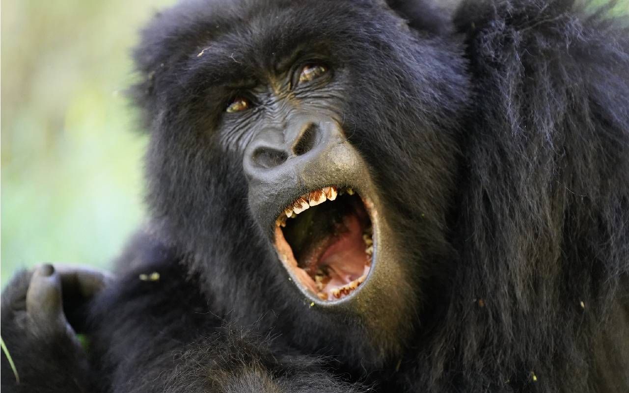 A gorilla showing their teeth. Next Avenue