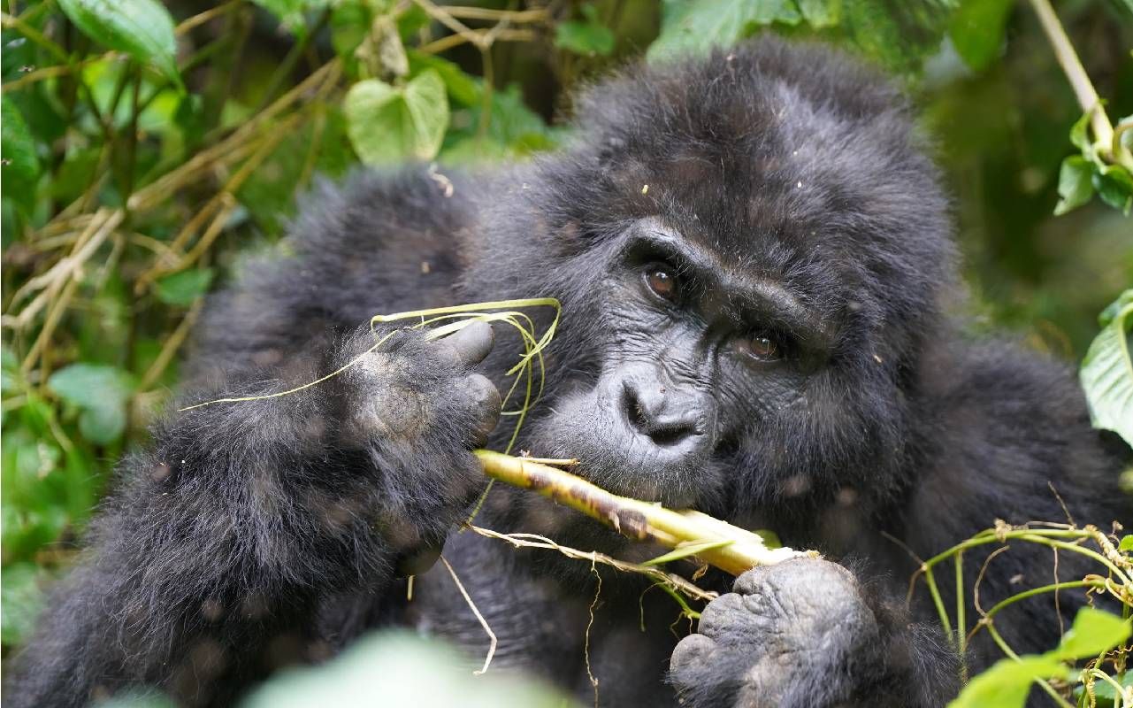 A gorilla eating a root. Next Avenue