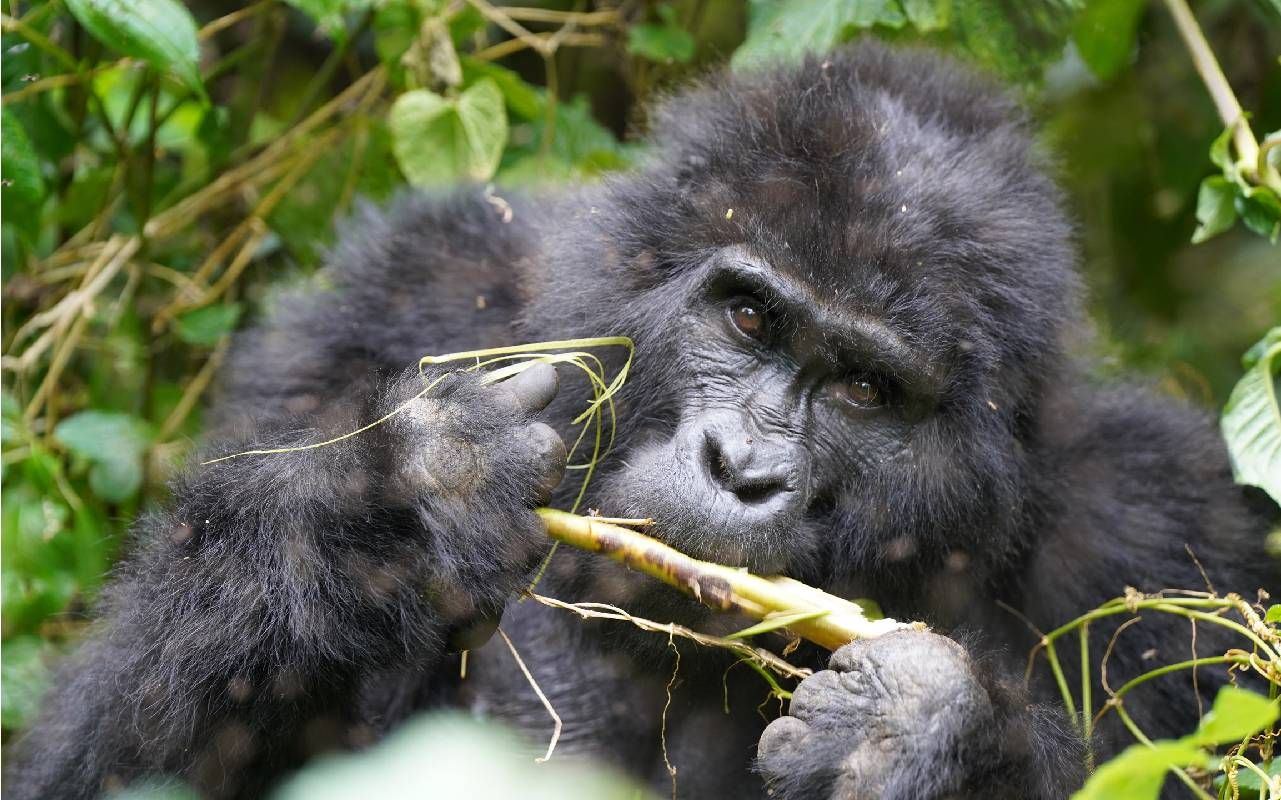 Champion of the gorillas: the vet fighting to save Uganda's great