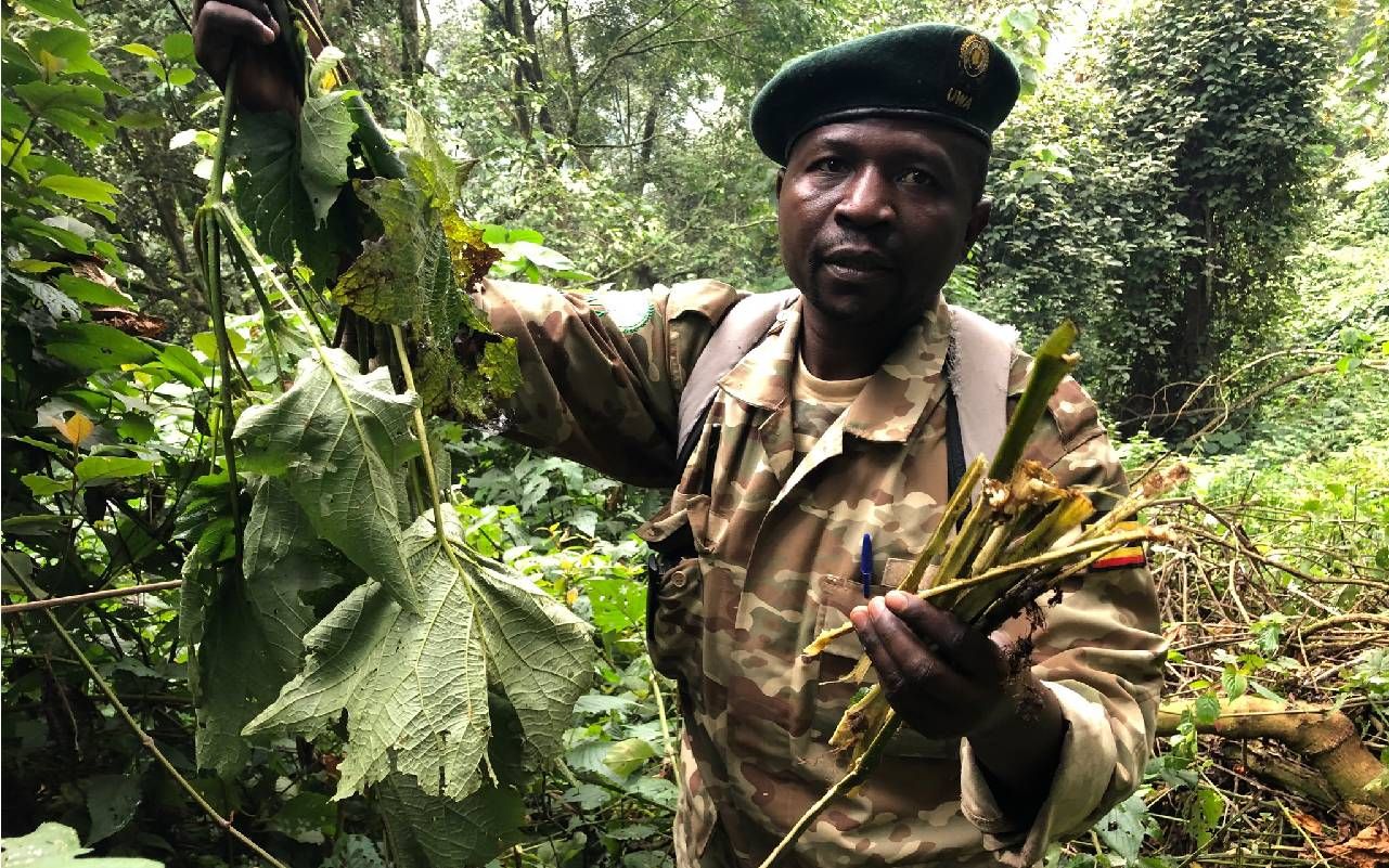 A man wearing camo showing various leaves and roots to the camera. Next Avenue