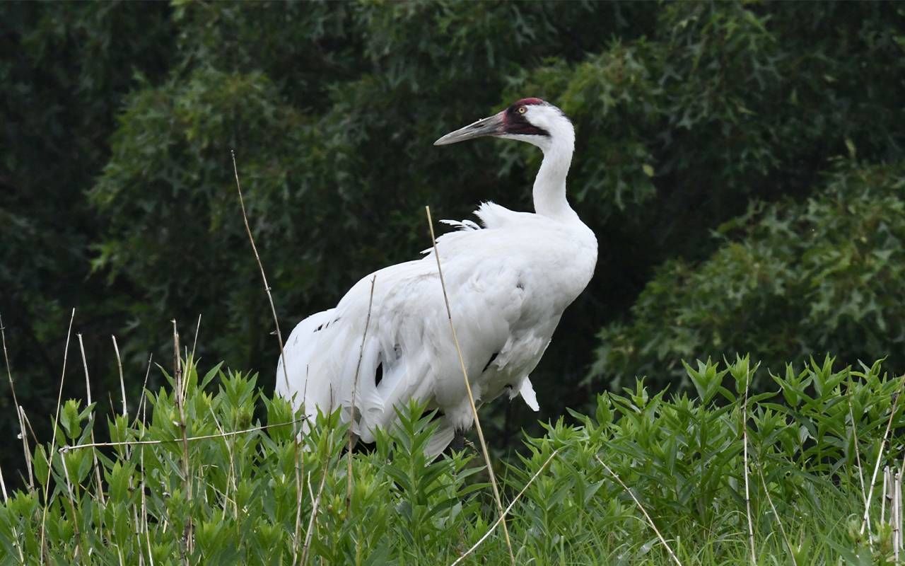 A white crane with red marks on its face. Next Avenue, baraboo wisconsin