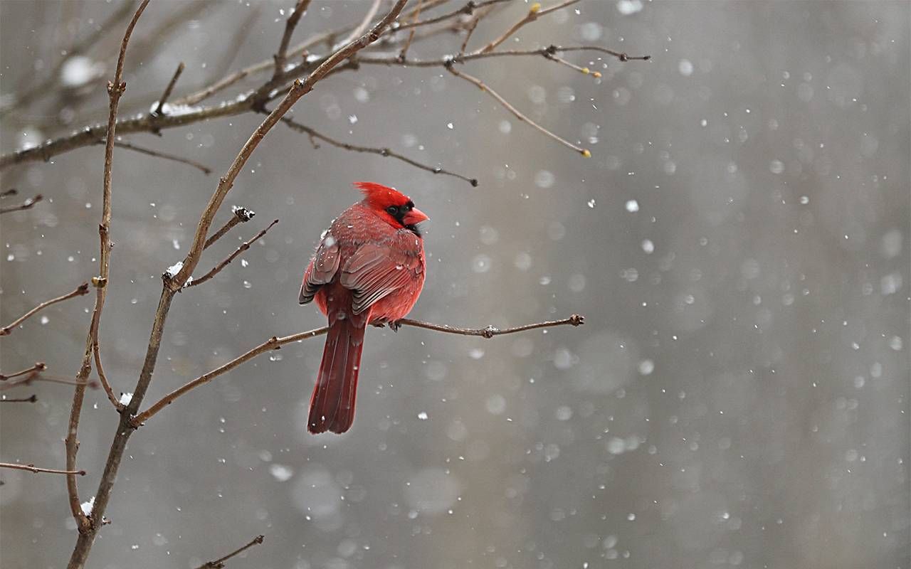 A red cardinal perched on a snowy tree branch. Next Avenue