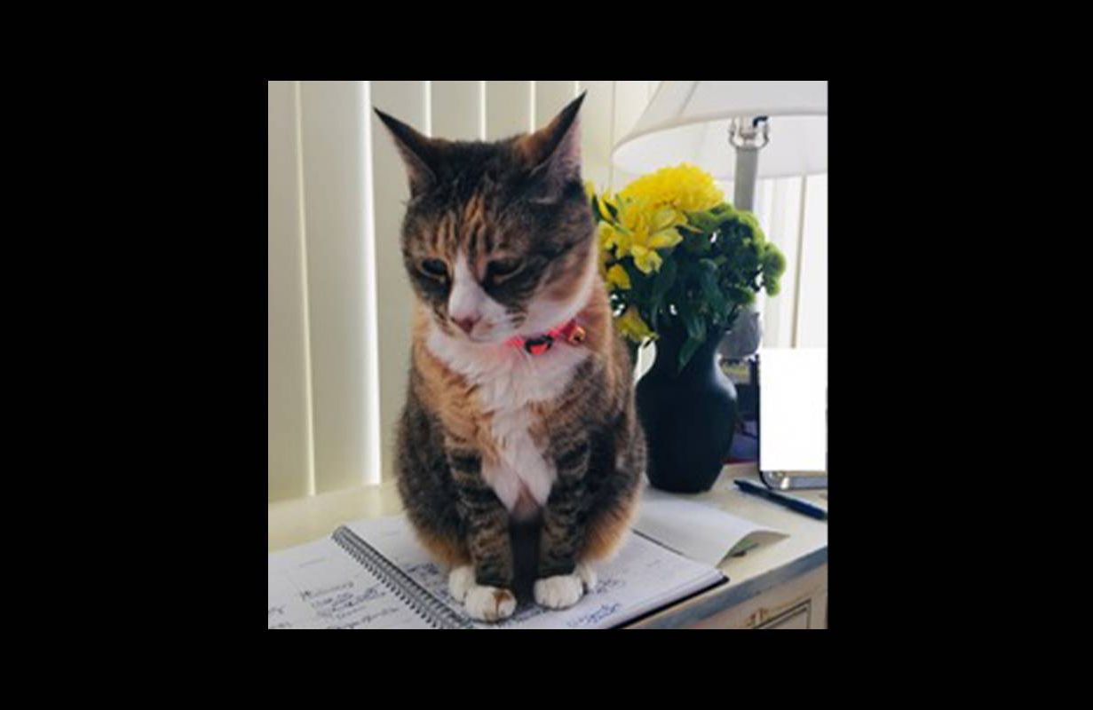 A calico cat sitting on a notebook. Next Avenue