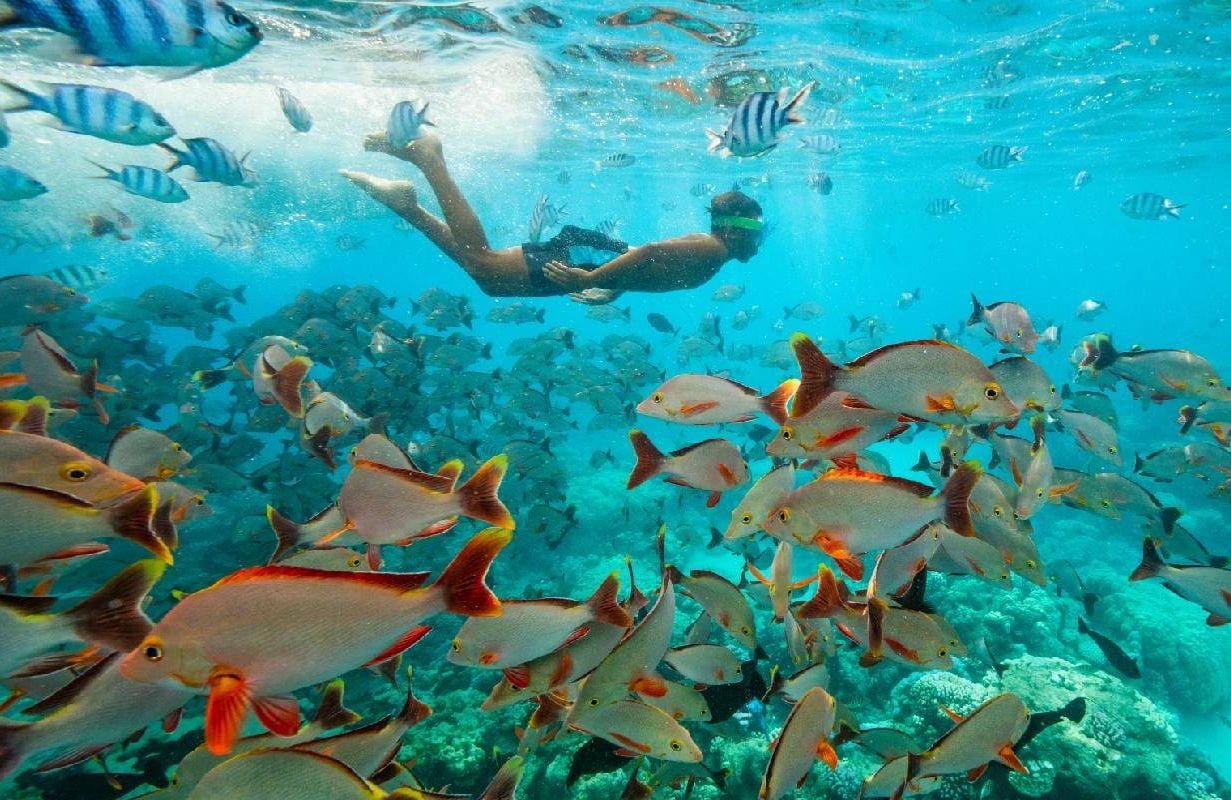 An underwater photo of a person snorkeling with fish. Next Avenue, Seeing It All: Women Photographers Expose Our Planet