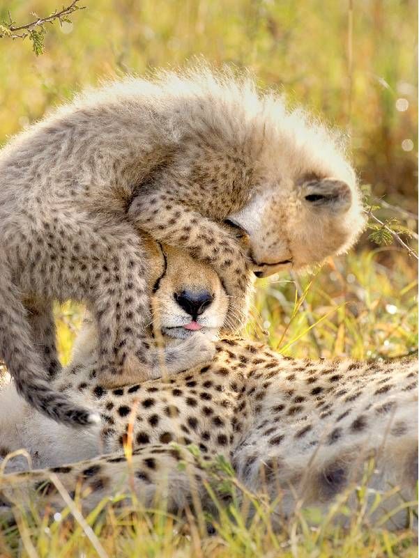 Two cheetahs playing with each other. Next Avenue, Seeing It All: Women Photographers Expose Our Planet