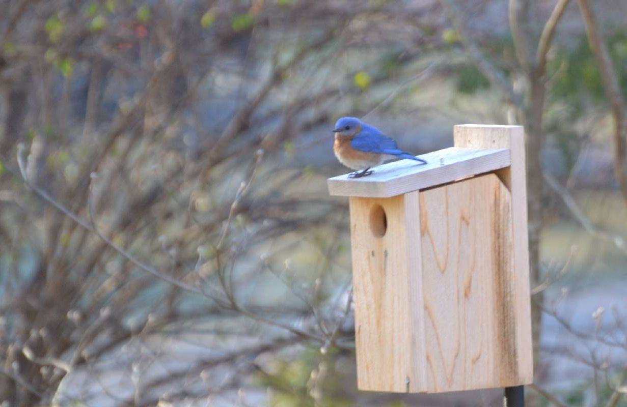 A bluebird perched on a birdhouse. Next Avenue, Margaret Renkl