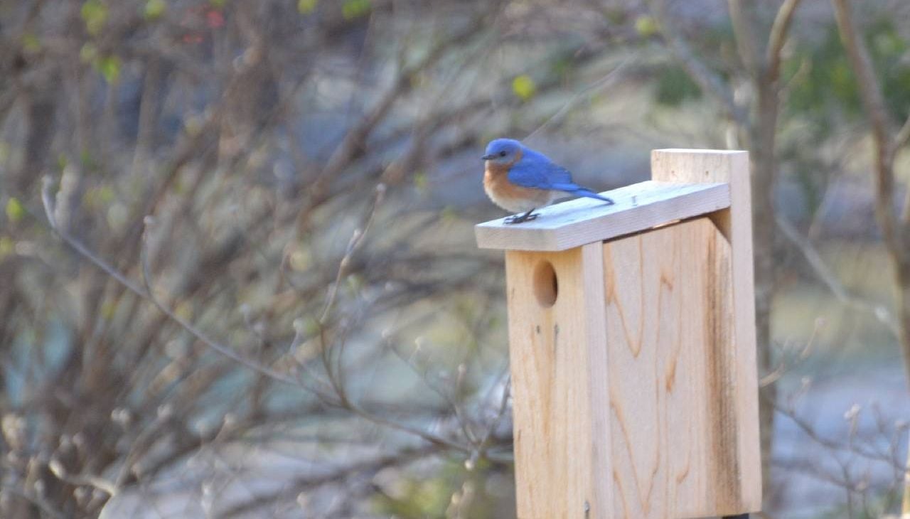 A bluebird perched on a birdhouse. Next Avenue, Margaret Renkl