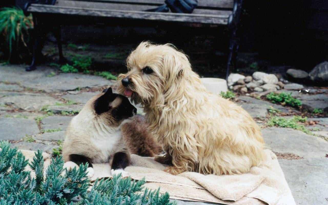 A small dog licking a siamese cat. Next Avenue, adopting pets