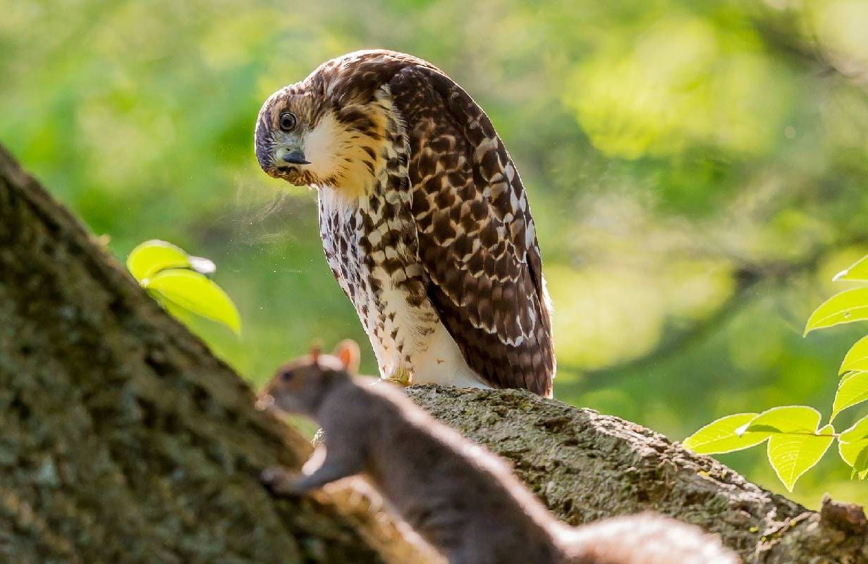 A hawk looks puzzlingly at a squirrel. Next Avenue, bird watching, trying new things