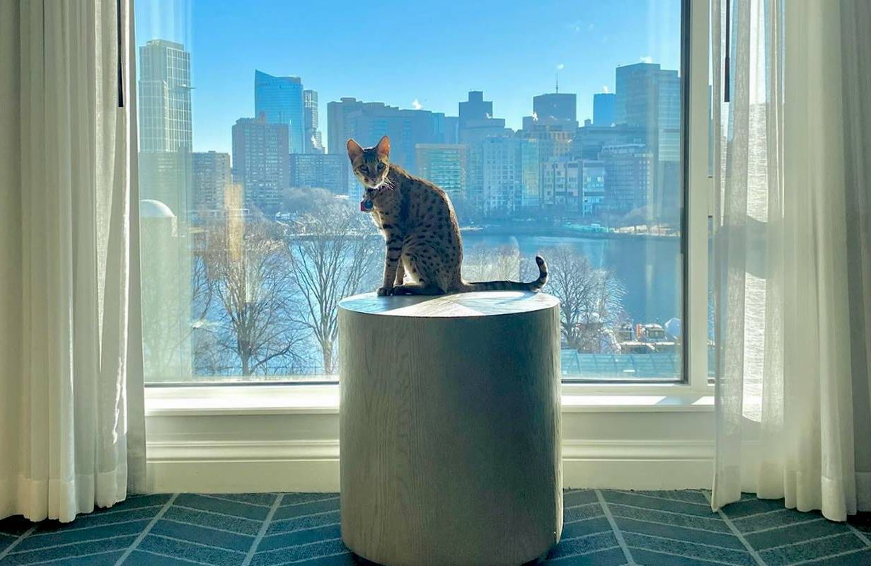 A cat sitting on a side table inside a hotel. Next Avenue, cat friendly hotels