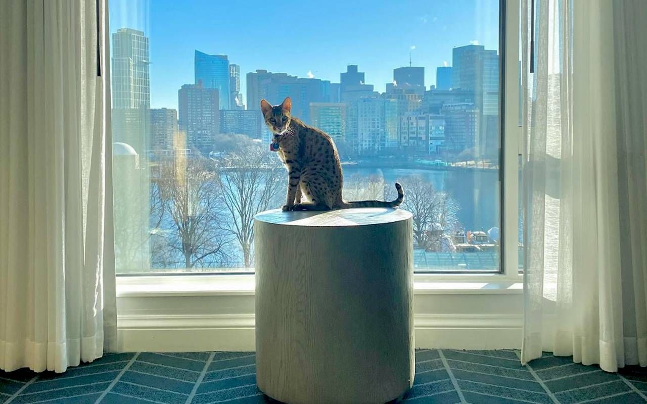 A cat sitting on a side table inside a hotel. Next Avenue, cat friendly hotels