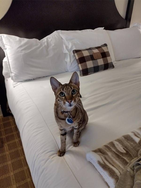 A cat sitting on a hotel bed. Next Avenue, cat friendly hotels
