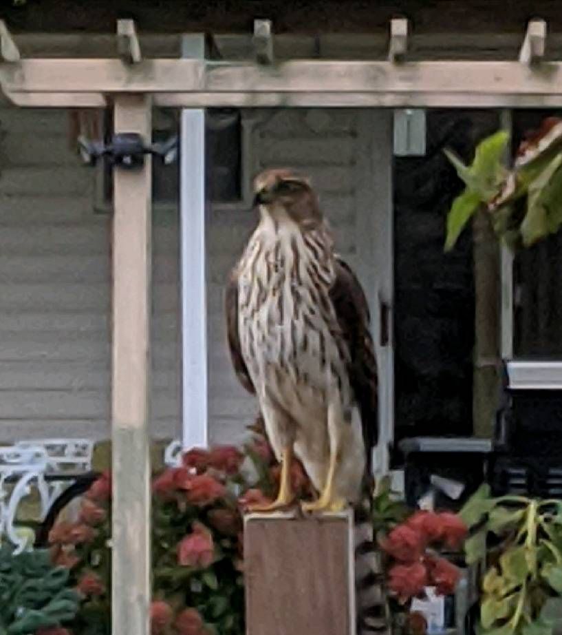 A large hawk looking into a yard. Next Avenue