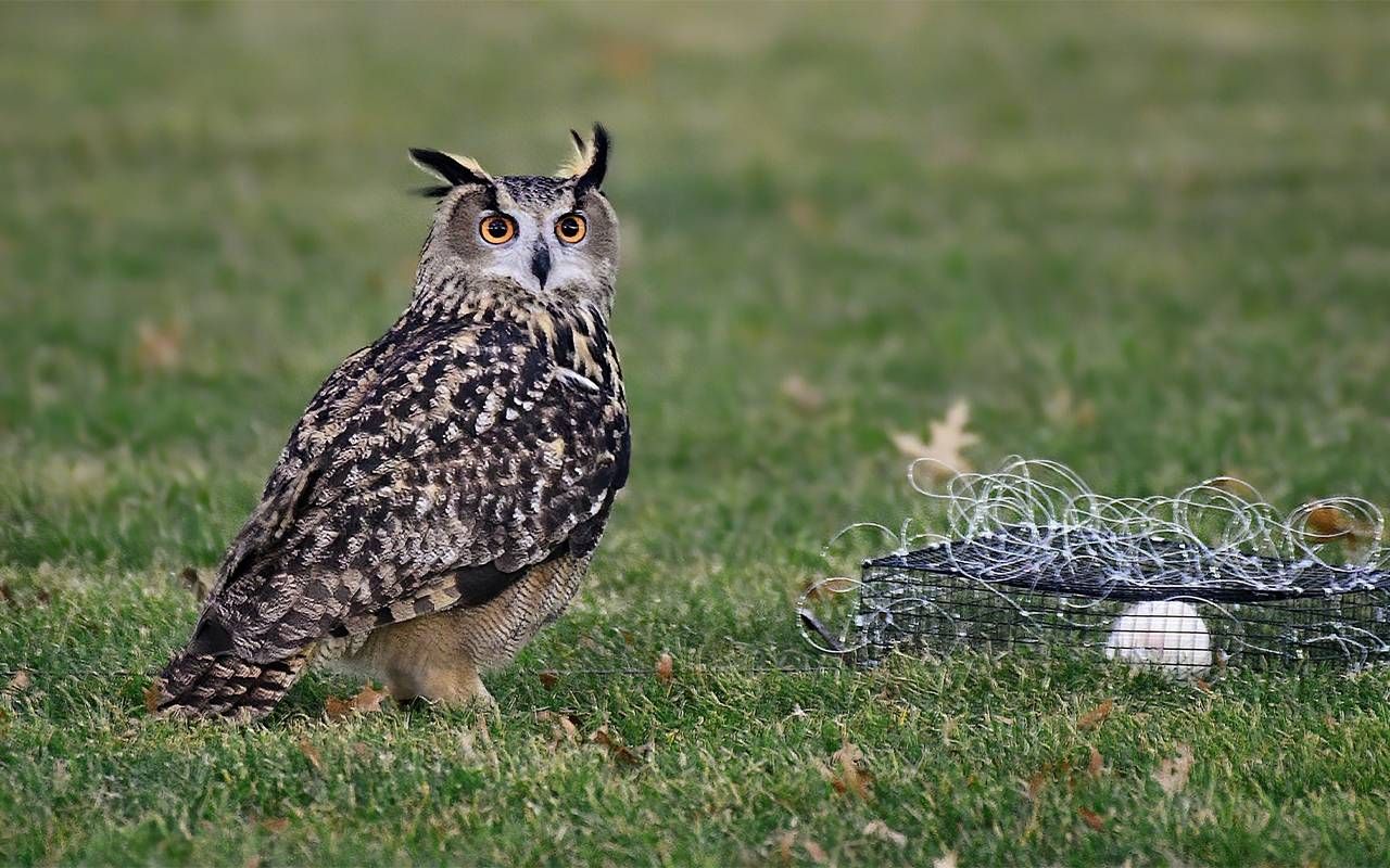 A spottted Eurasian eagle-owl, standing in the grass with a trap. Next Avenue, Flaco