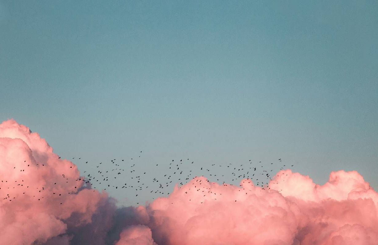 Pink clouds and birds flying through the sky. Next Avenue