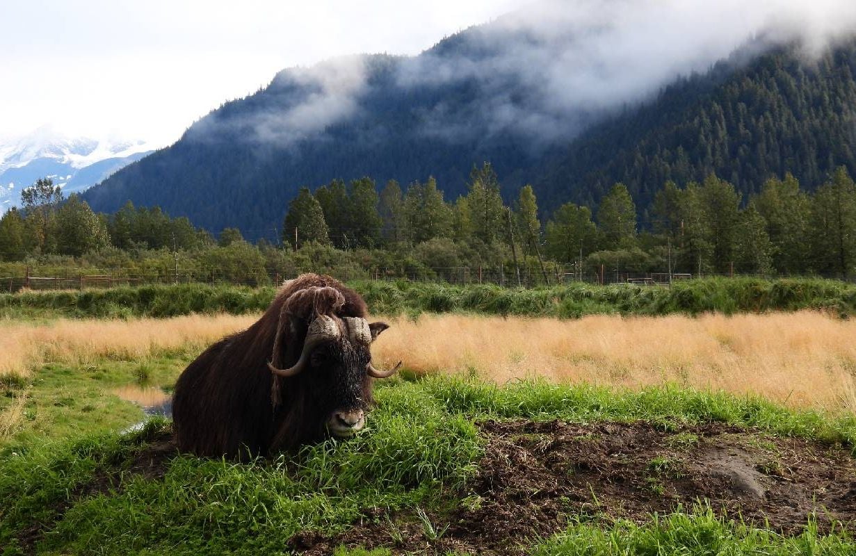 A muskox laying down in a field. Next Avenue, Alaska wildlife conservation