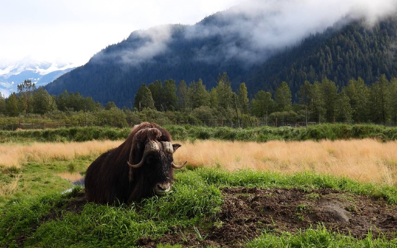 A muskox laying down in a field. Next Avenue, Alaska wildlife conservation