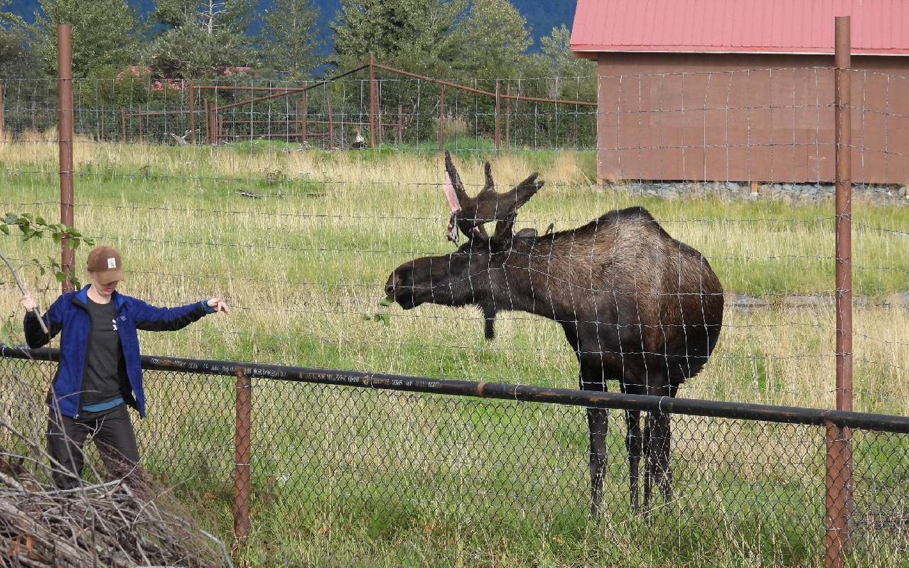 A person feeding a large moose. Next Avenue, Alaska wildlife conservation