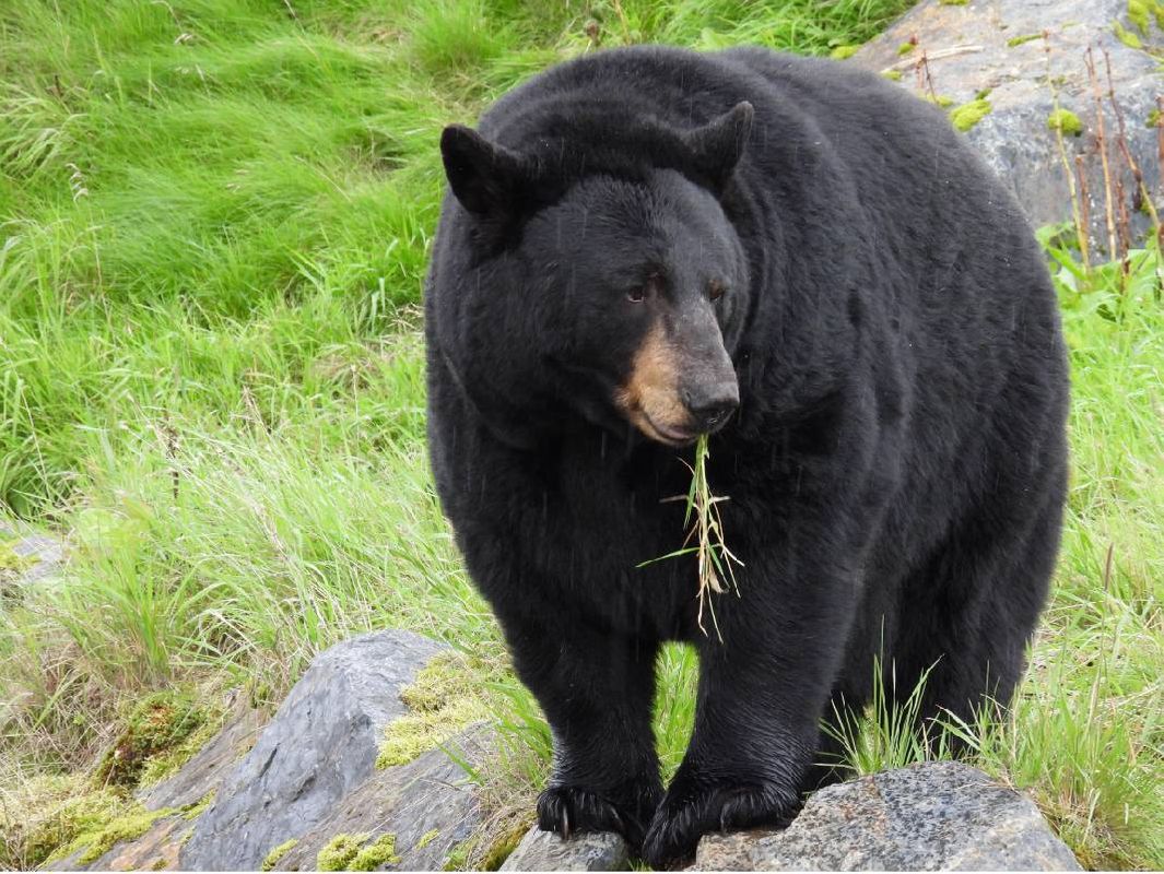 A bear with grass in its mouth. Next Avenue, Alaska wildlife conservation