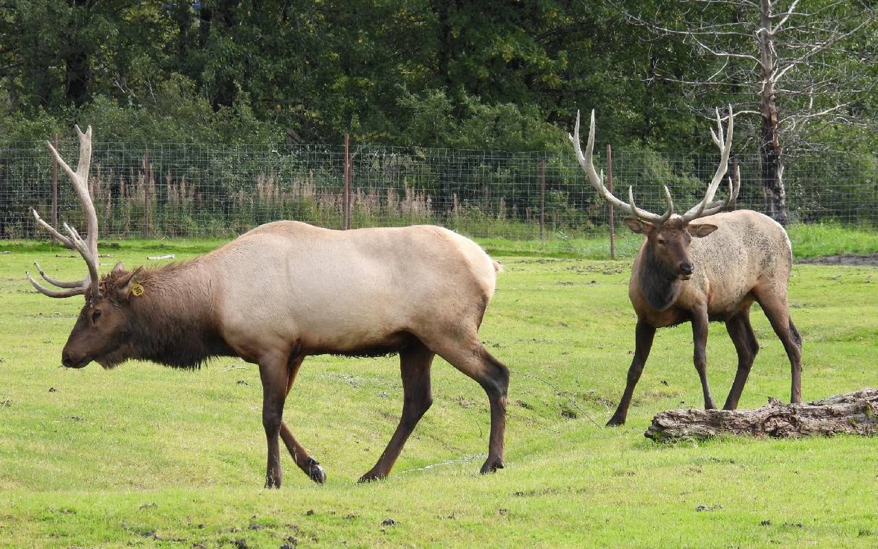 Two elk in a field. Next Avenue, Alaska wildlife conservation
