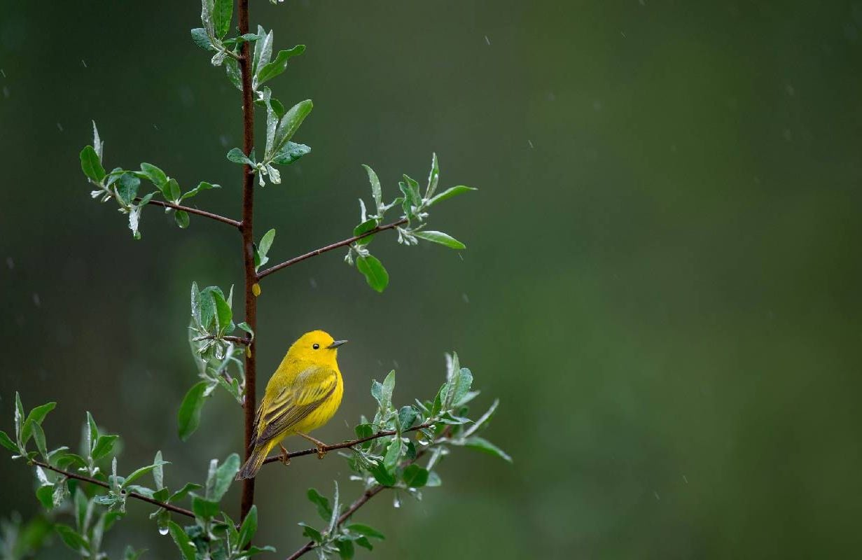 A bright yellow bird perched on a branch. Next Avenue, birding, grief