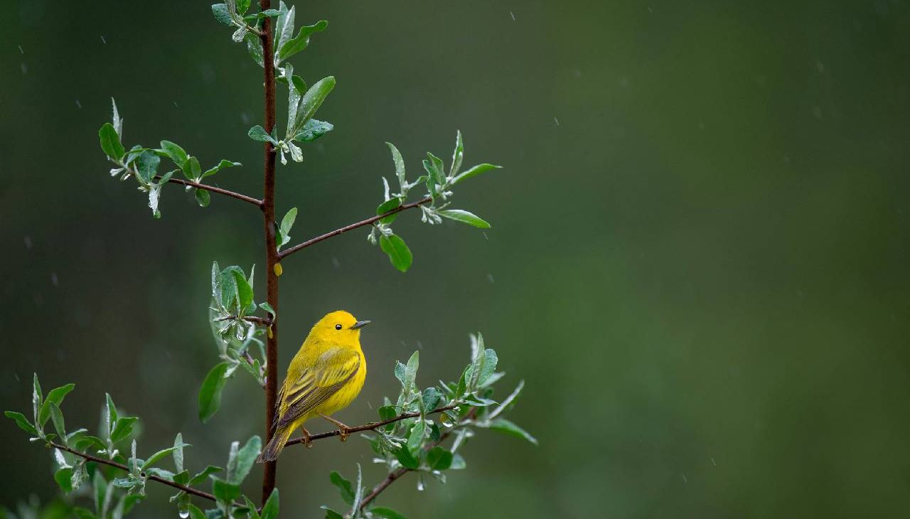 A bright yellow bird perched on a branch. Next Avenue, birding, grief