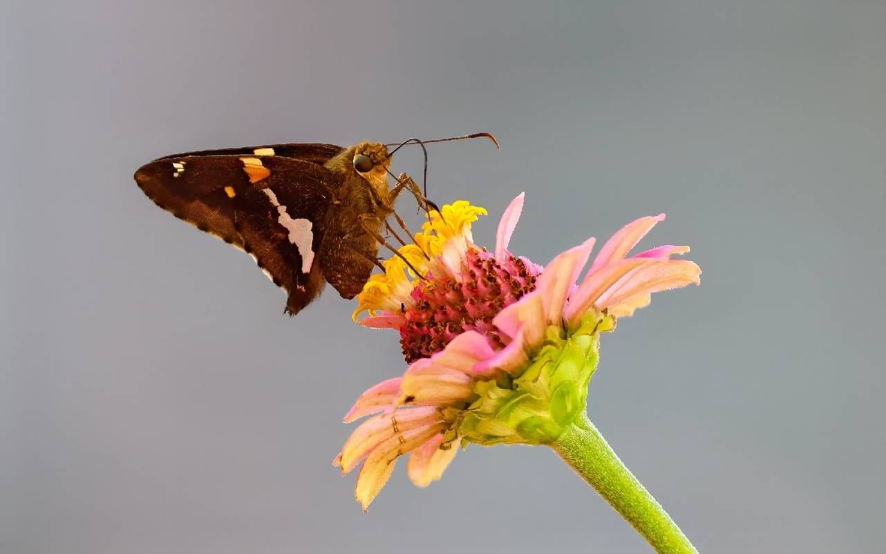 A close up of a colorful butterfly on a flower. Next Avenue, butterfly sanctuary