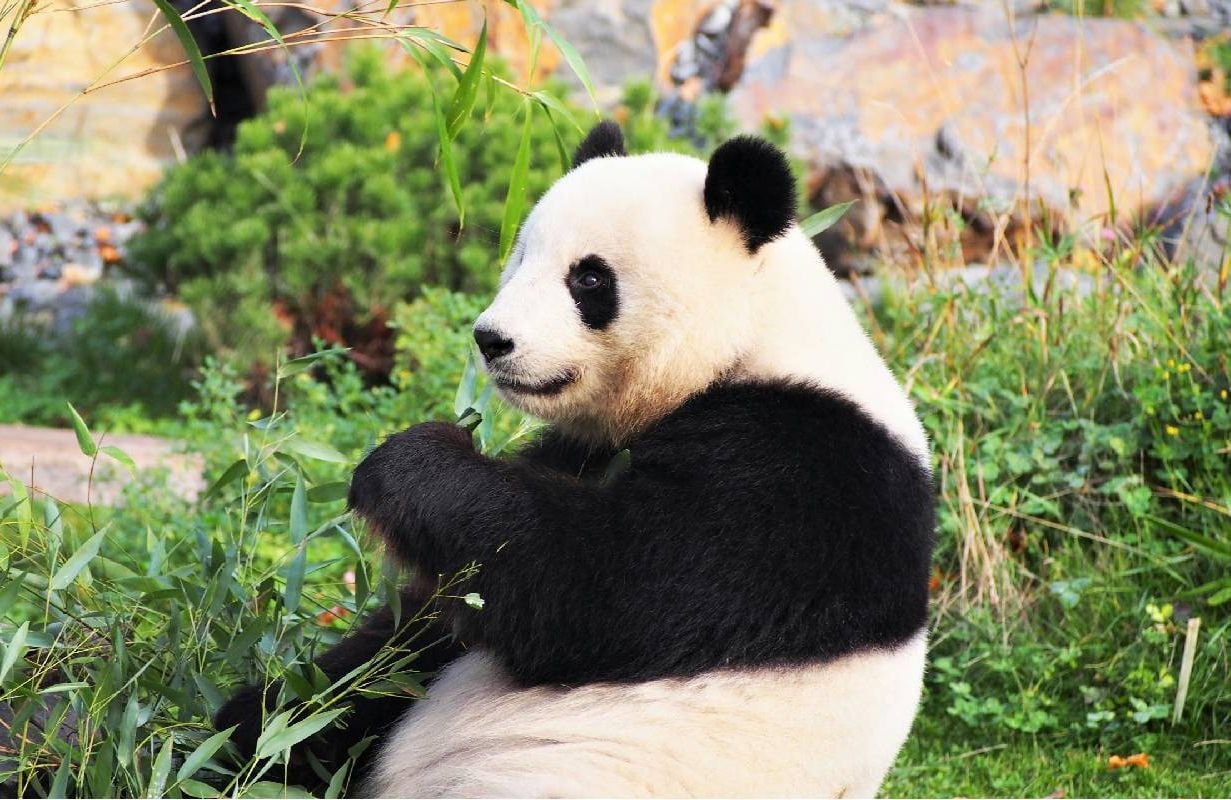 A giant panda sitting down eating bamboo. Next Avenue, wildlife conservation, travel