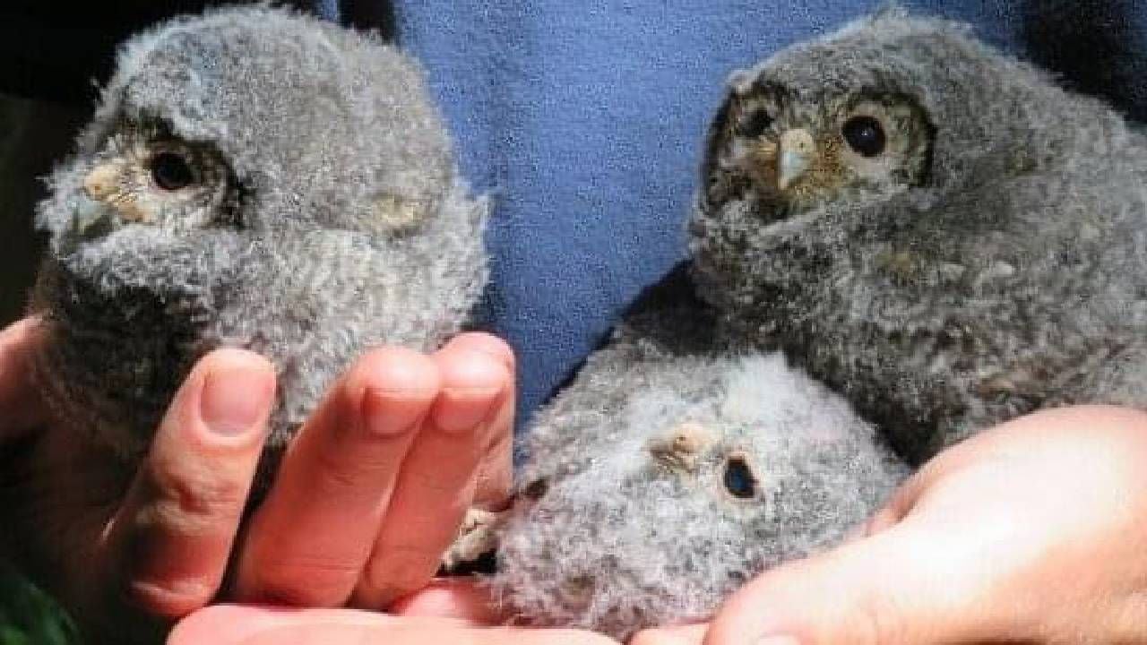 A close up of baby owls in a person's hand. Next Avenue, wildlife conservation, travel