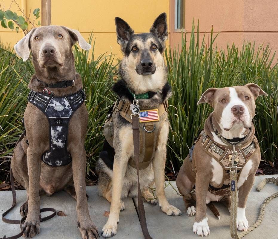 Three dogs wearing harnesses. Next Avenue