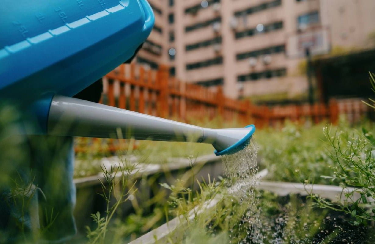 A person watering their plot in an urban garden. Next Avenue, community gardening