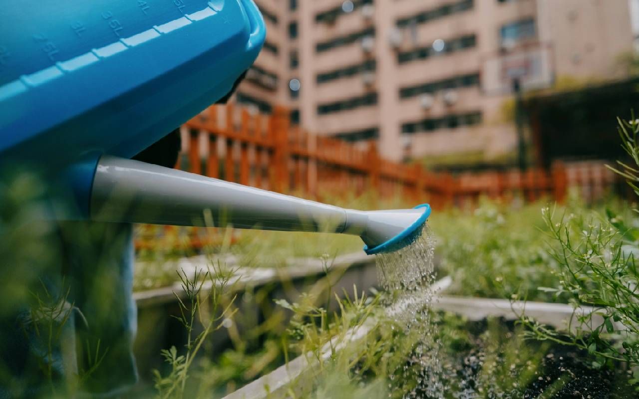 A person watering their plot in an urban garden. Next Avenue, community gardening