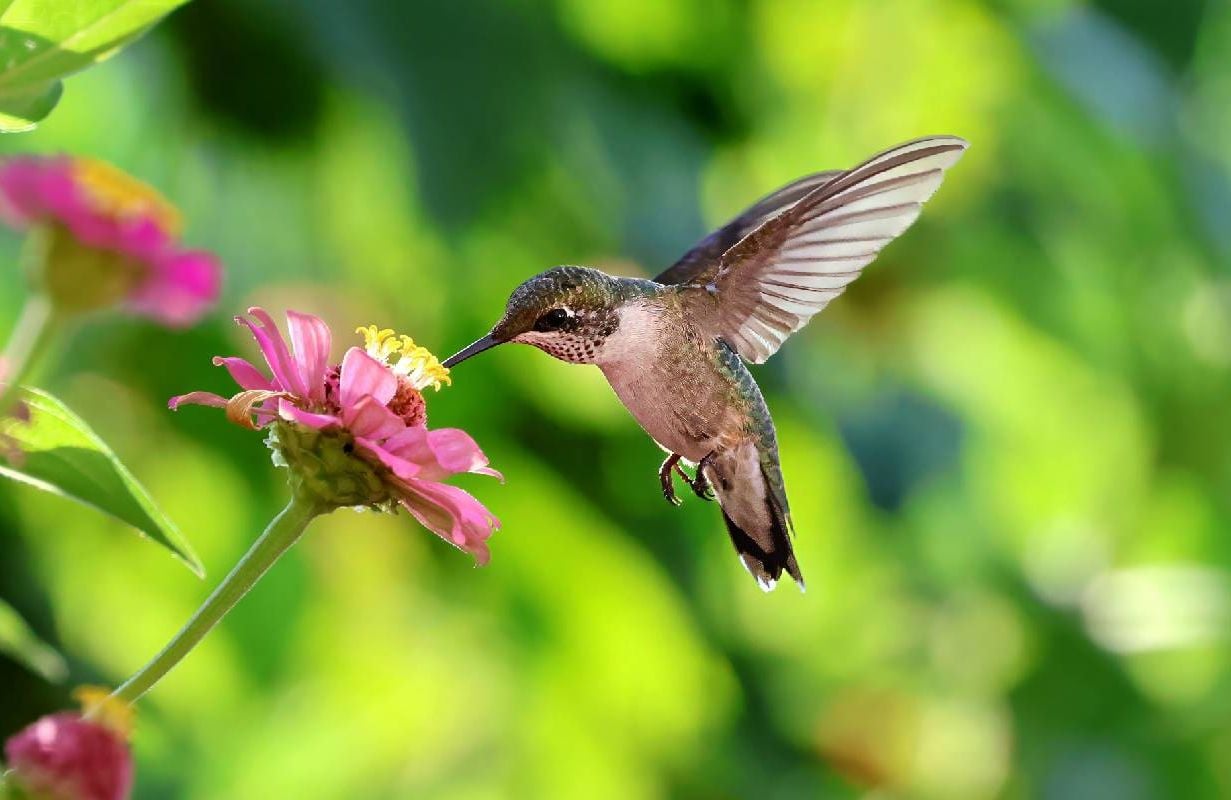 A hummingbird at a flower. Next Avenue, Backyard bird sanctuary