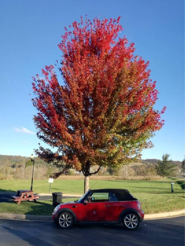 A car parked in front of a tree with fall leaves. Next Avenue, grief road trip