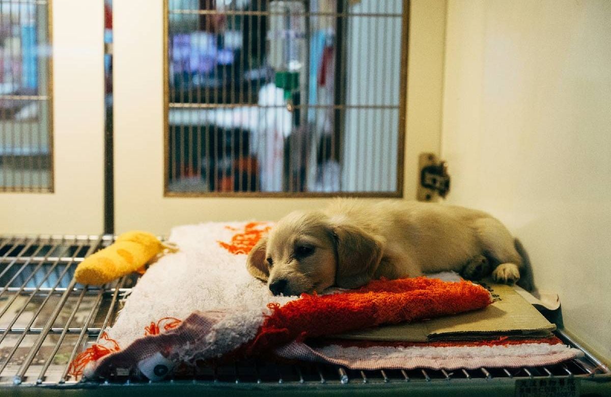 A puppy waiting to be adopted at an animal shelter. Next Avenue