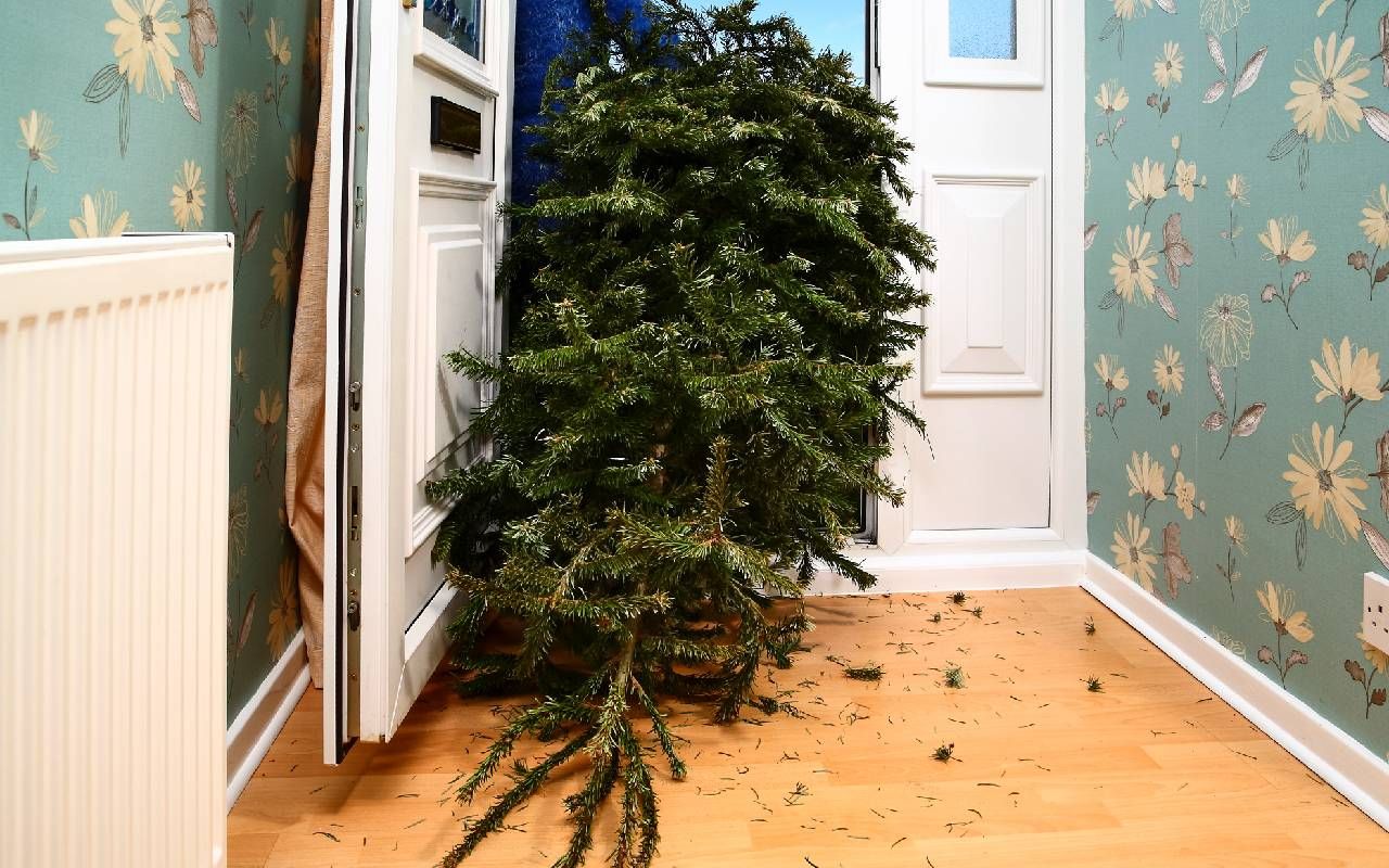 Solo Celebration: Why I Put Up a Live Christmas Tree On My Own Every Year, image size:1280x800