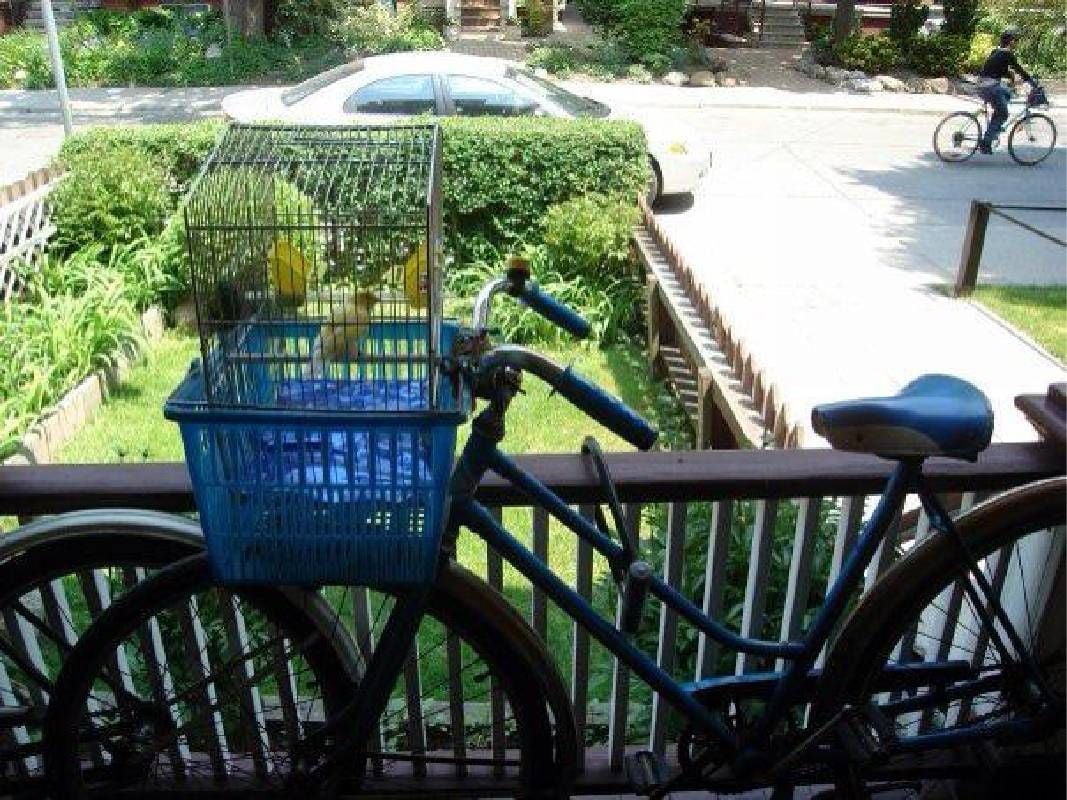 A bird cage in a bike basket. Next Avenue, birdwatching, mental health