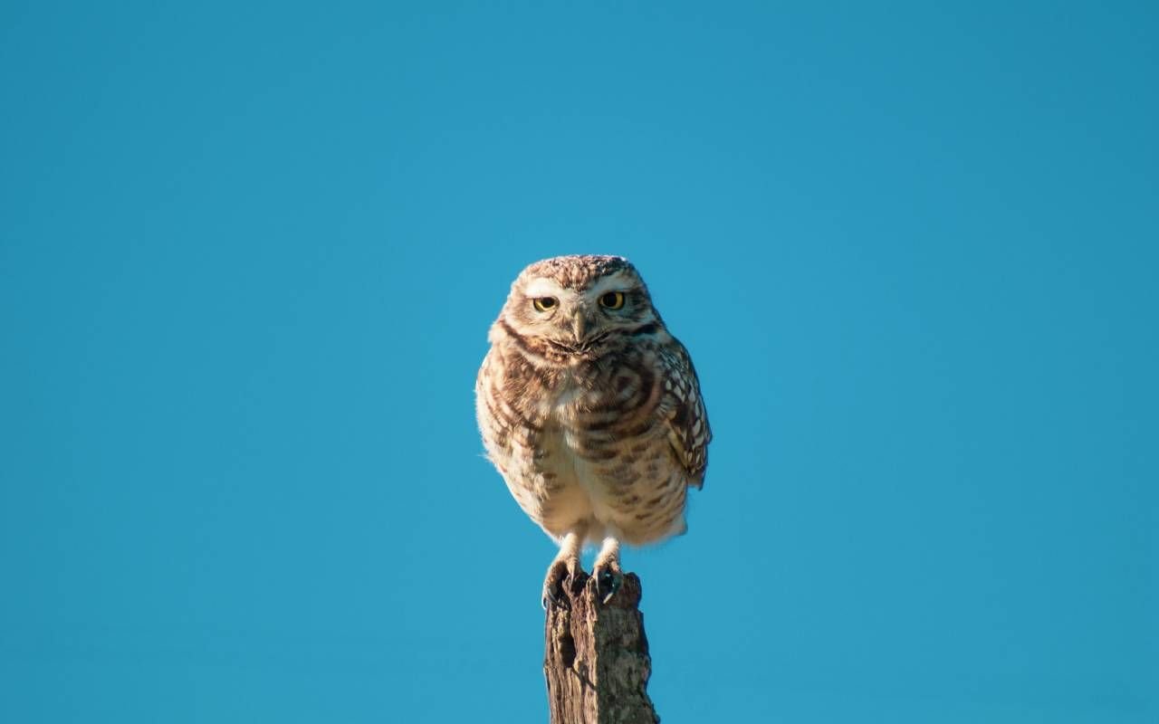 An owl perched on a tree stump. Next Avenue, birdwatching, mental health