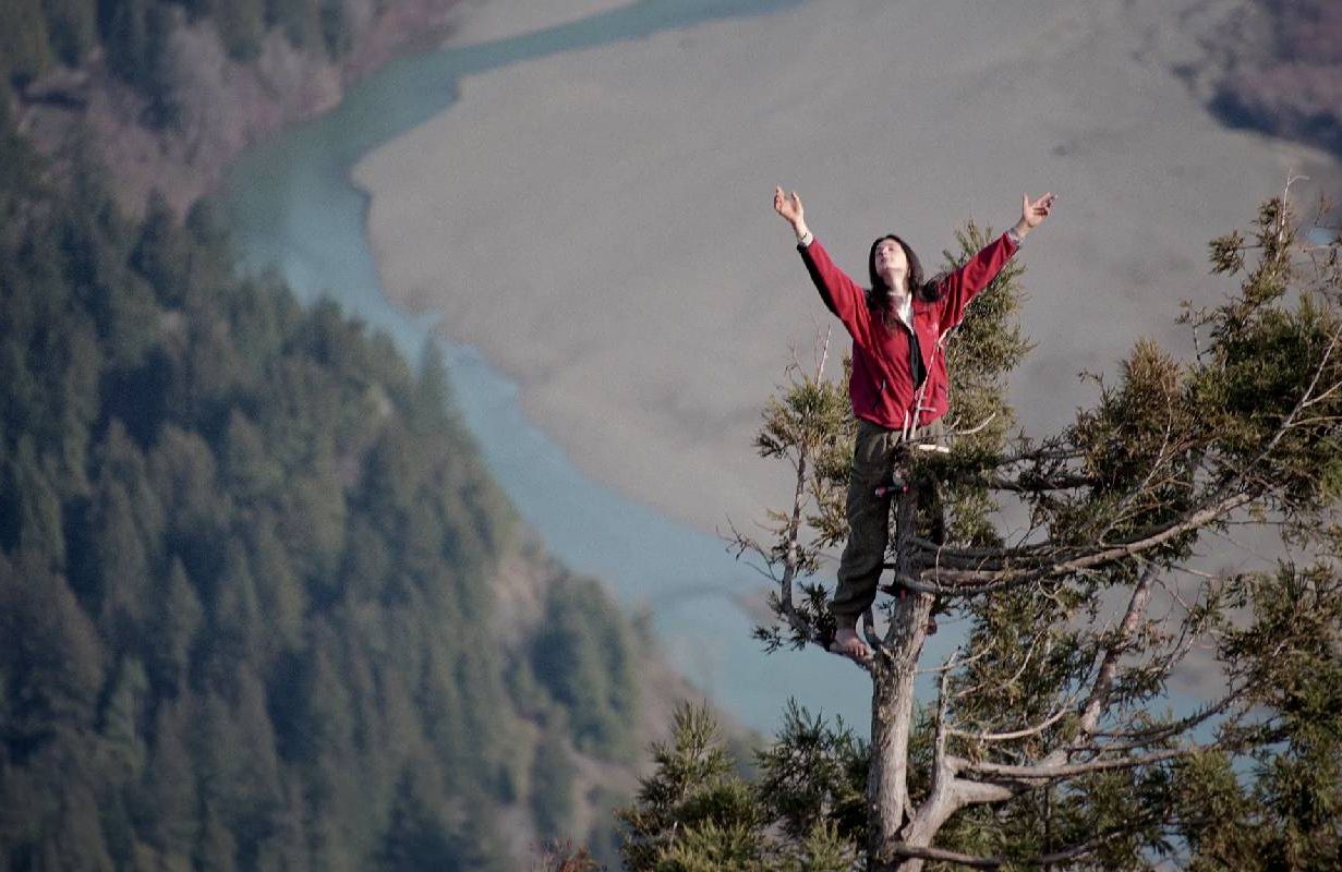 Butterfly Hill standing on the top of a redwood tree nearly 200 feet above the ground, 1997. Next Avenue