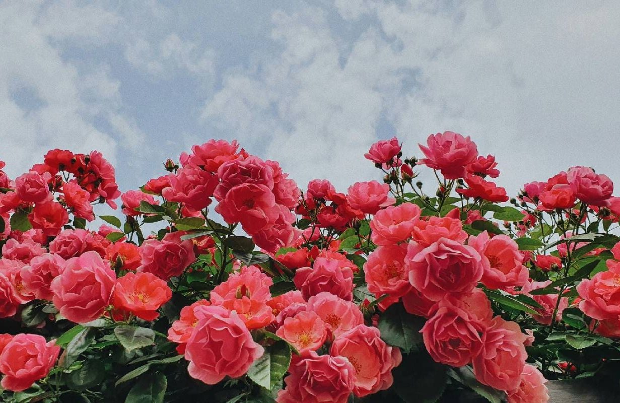 A blooming rose bush. Next Avenue, "Upworthy — Good People: Stories from the Best of Humanity"