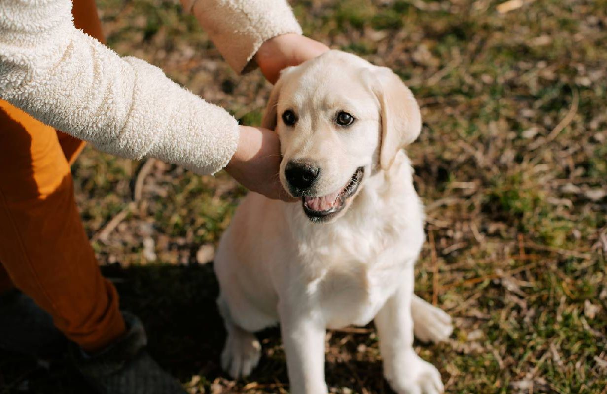 A person attaching a leash to their dog's collar. Next Avenue, mobility issues, pet owner,
