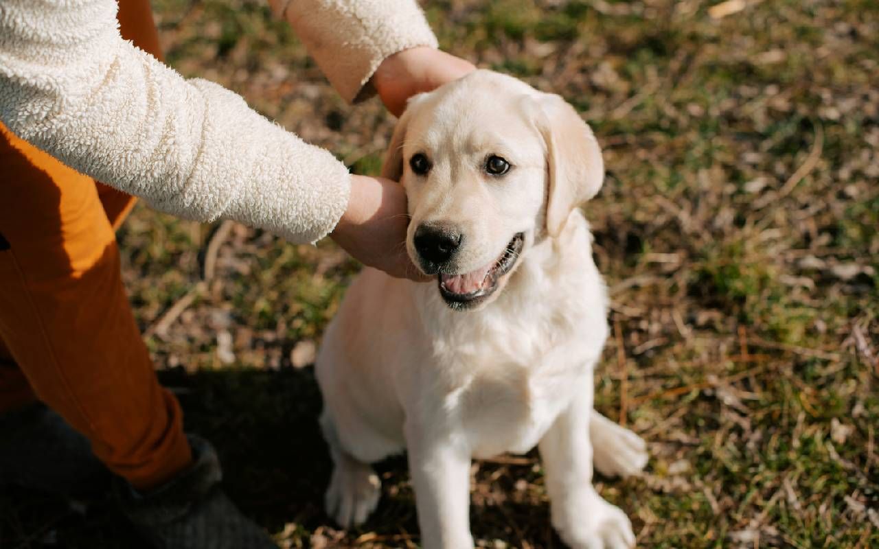 A person attaching a leash to their dog's collar. Next Avenue, mobility issues, pet owner,