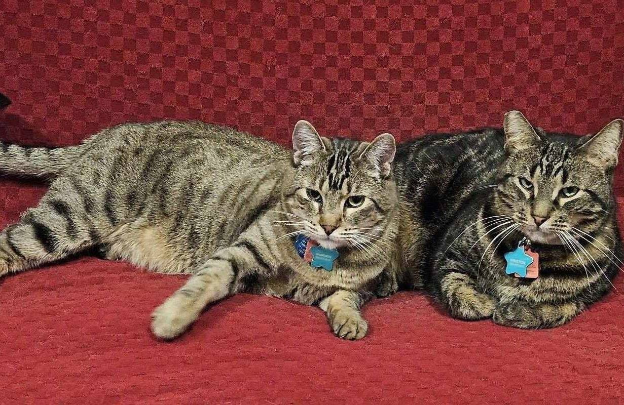 Two cats laying down. Next Avenue, moving with pets